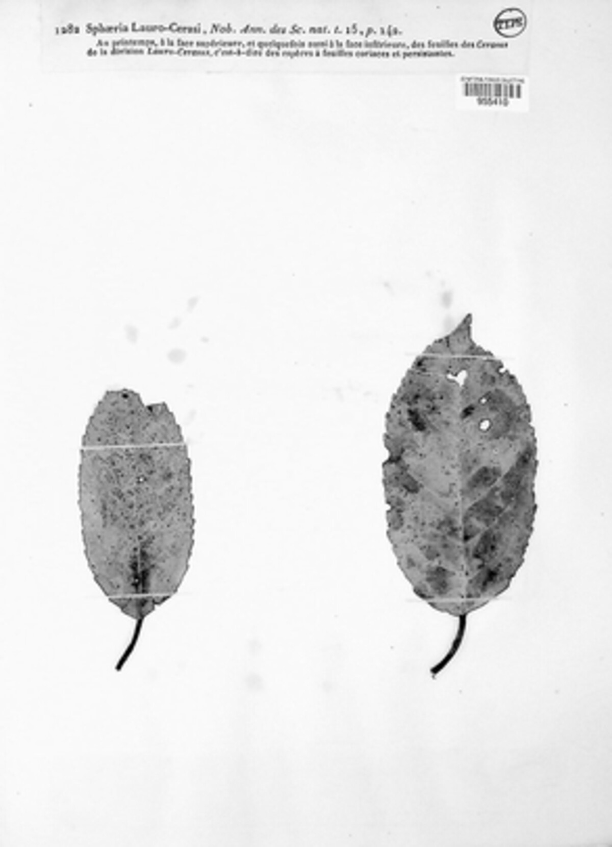 Sphaeria laurocerasi image